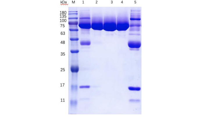 SDS-PAGE结果-卡梅德科技.png
