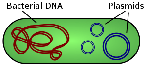 zhilichouti-kameide.png