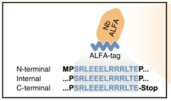 Alfa tag VHH抗体筛选体系+卡梅德生物1.png