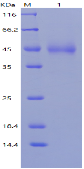 CD25-zhongliumianyizhiliaoxinfangxiang+kameideshengwu4.png