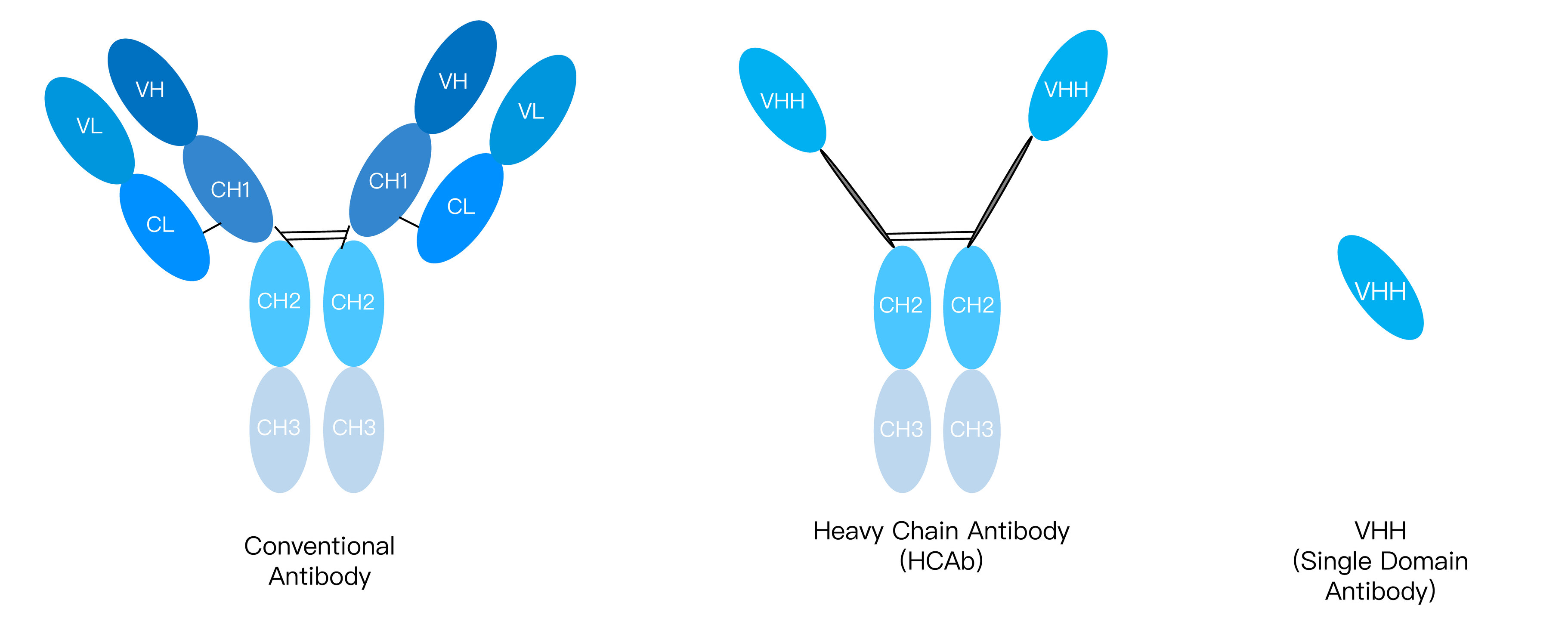 KMD Bioscience Alpaca VHH Antibody Library Construction