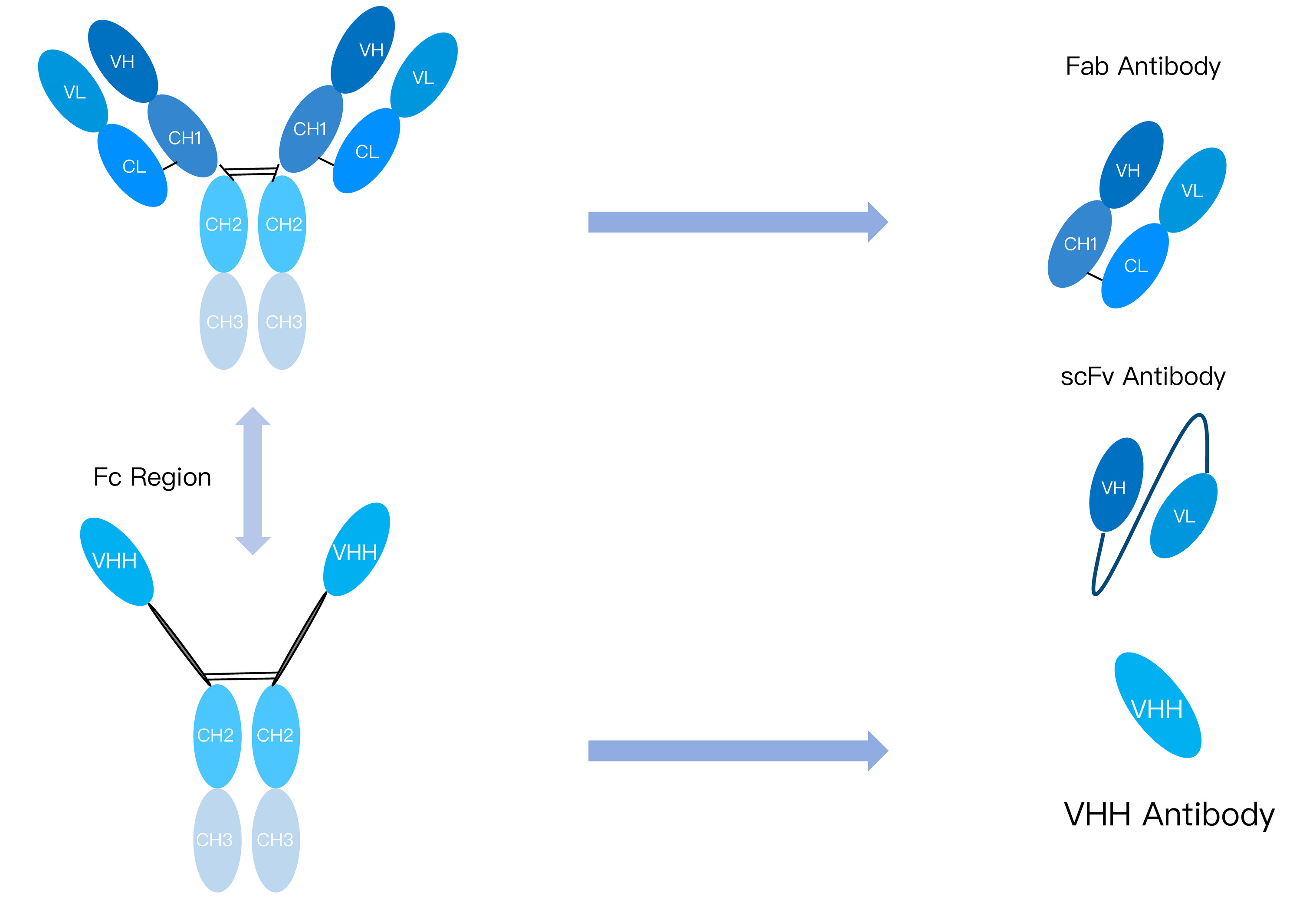Camel Immune VHH Antibody Library Construction Introduction