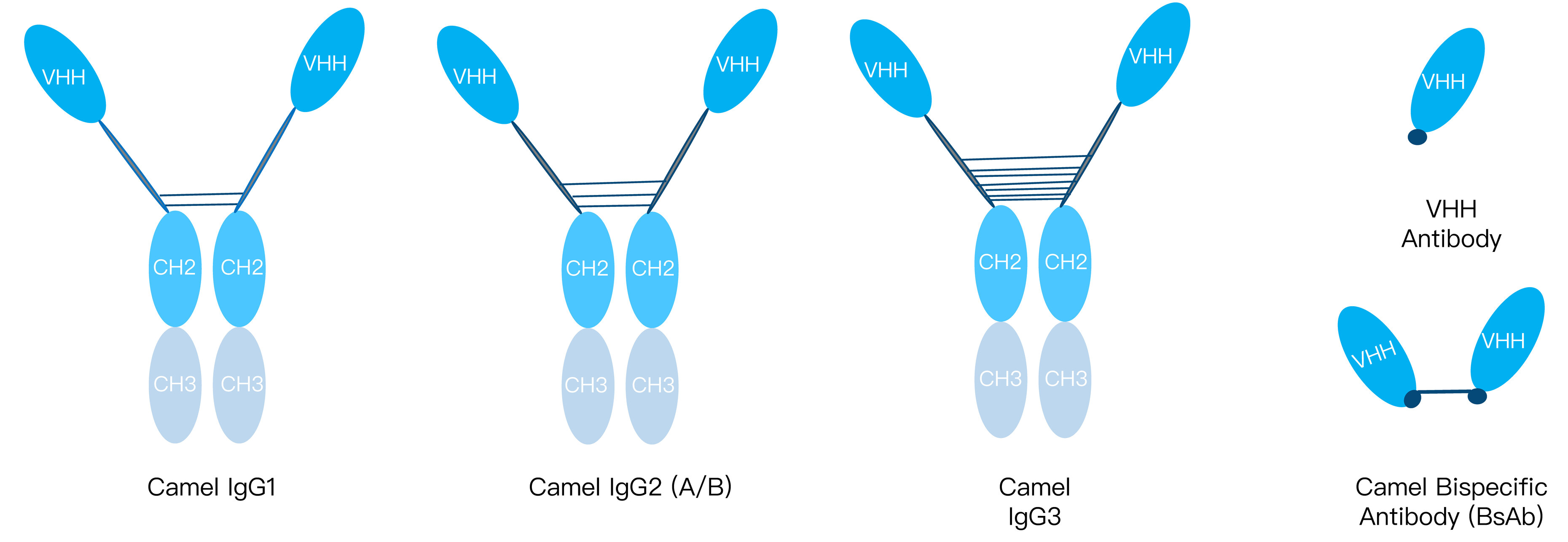 6-KMDBioscience-camel-immune-nanoantibody-library-construction-service.jpg