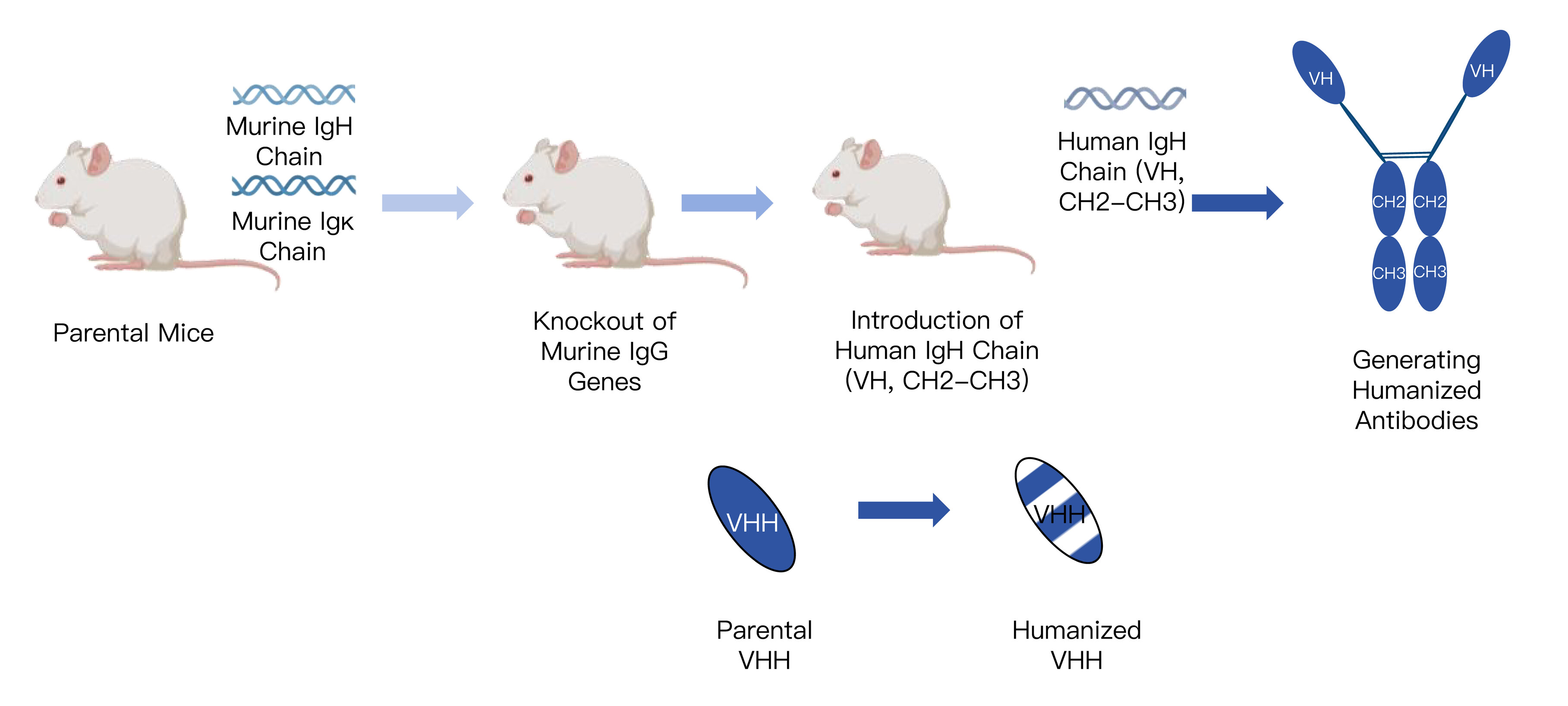 1-KMDBioscience-VHH-antibody-humanization-service.jpg
