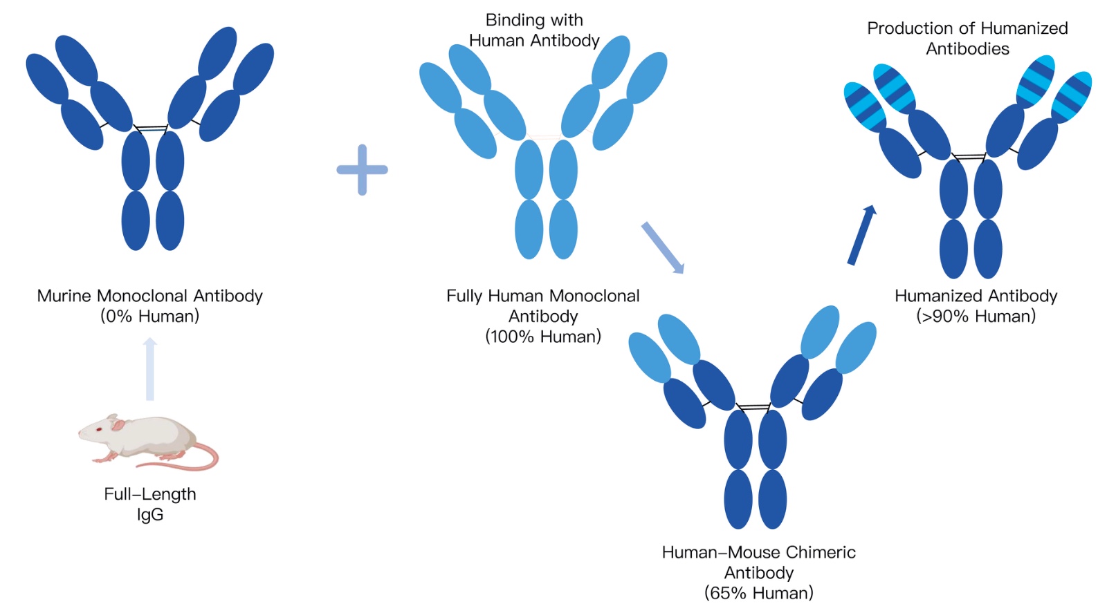 3-KMDBioscience-scFv-antibody-humanization-service.jpg