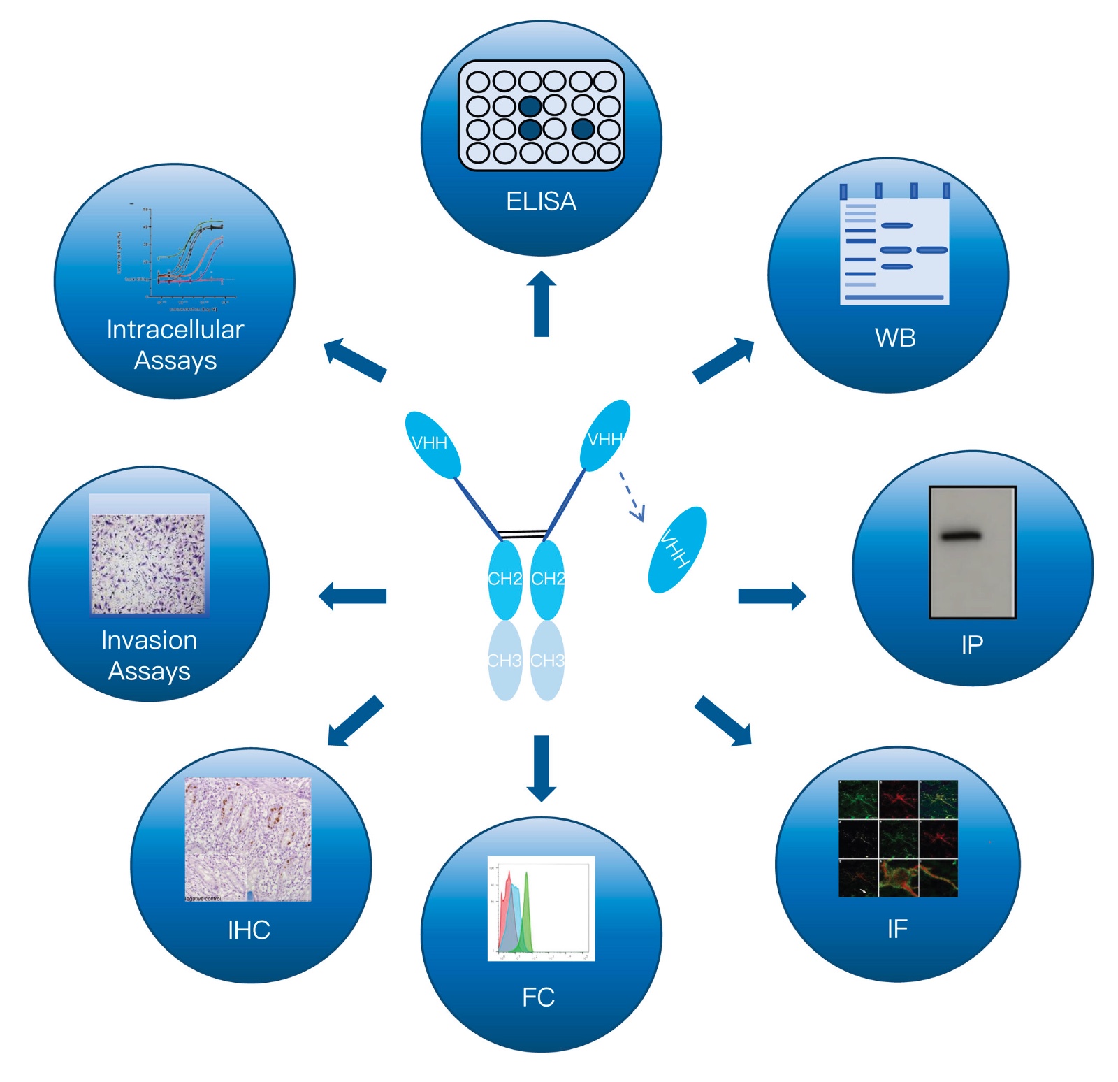 20-KMDBioscience-VHH-antibody-functional-research-service.jpg