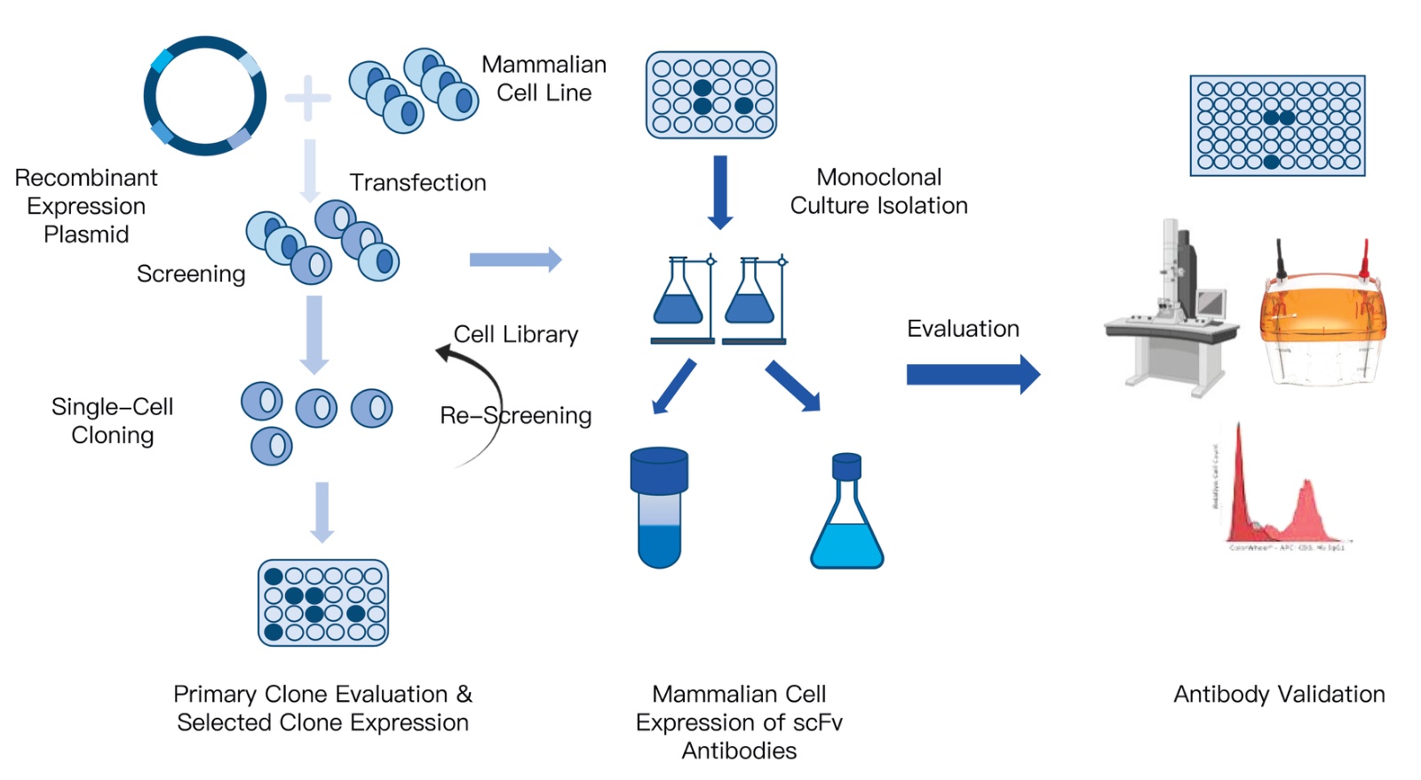 18-KMDBioscience-scFv-antibody-functional-validation-service.jpg
