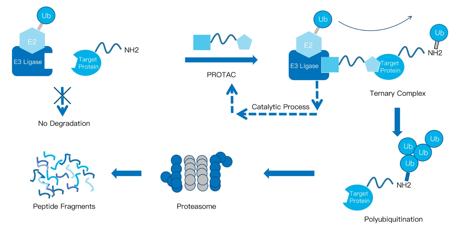 67-KMDBioscience-PROTAC-technology-services.jpg