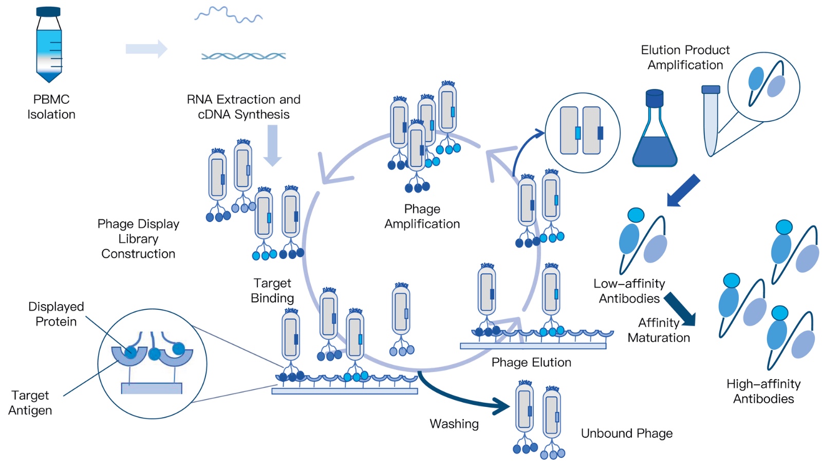 63-KMDBioscience-antibody-affinity-maturation-services.jpg