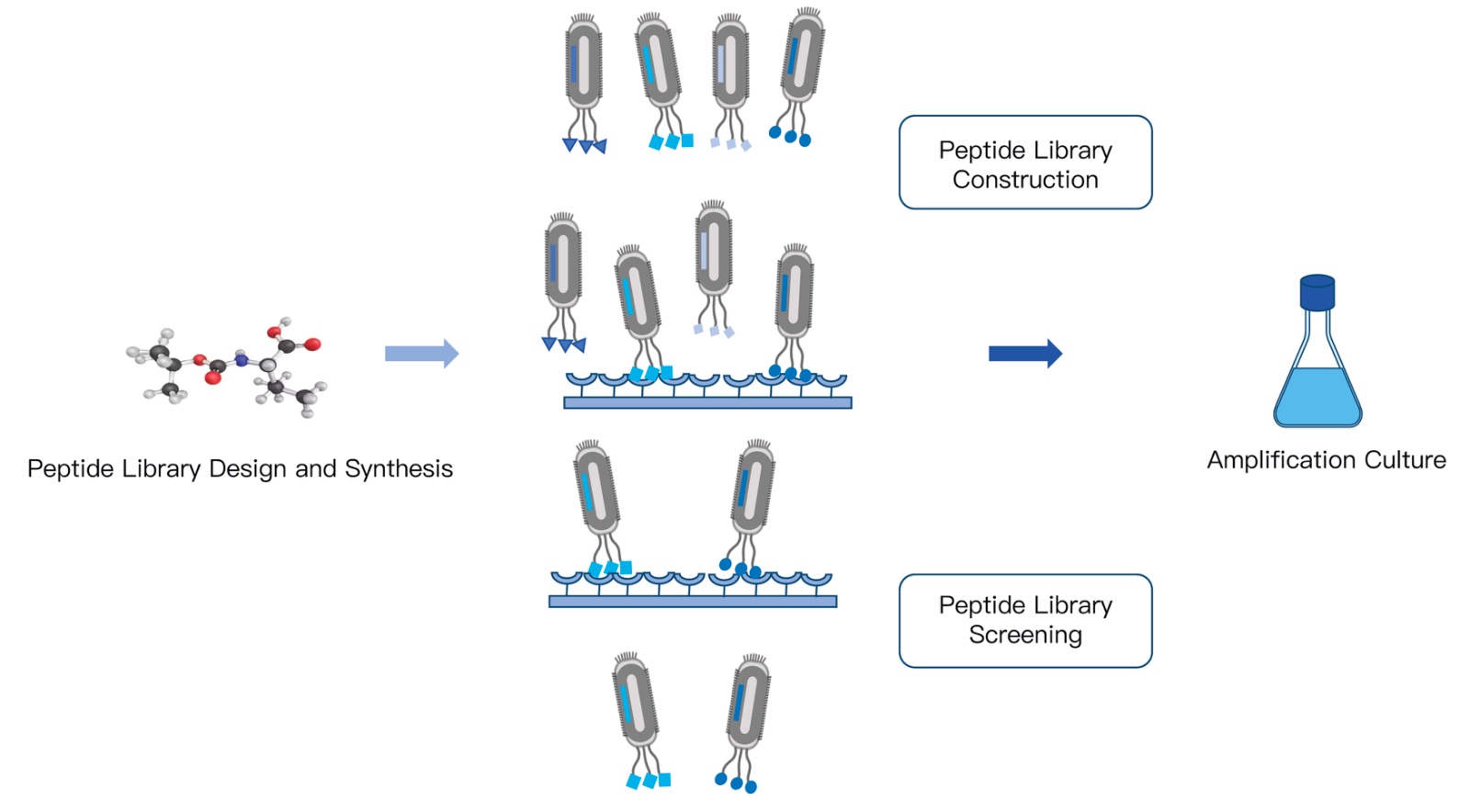 73-KMDBioscience-peptide-library-screening-service.jpg