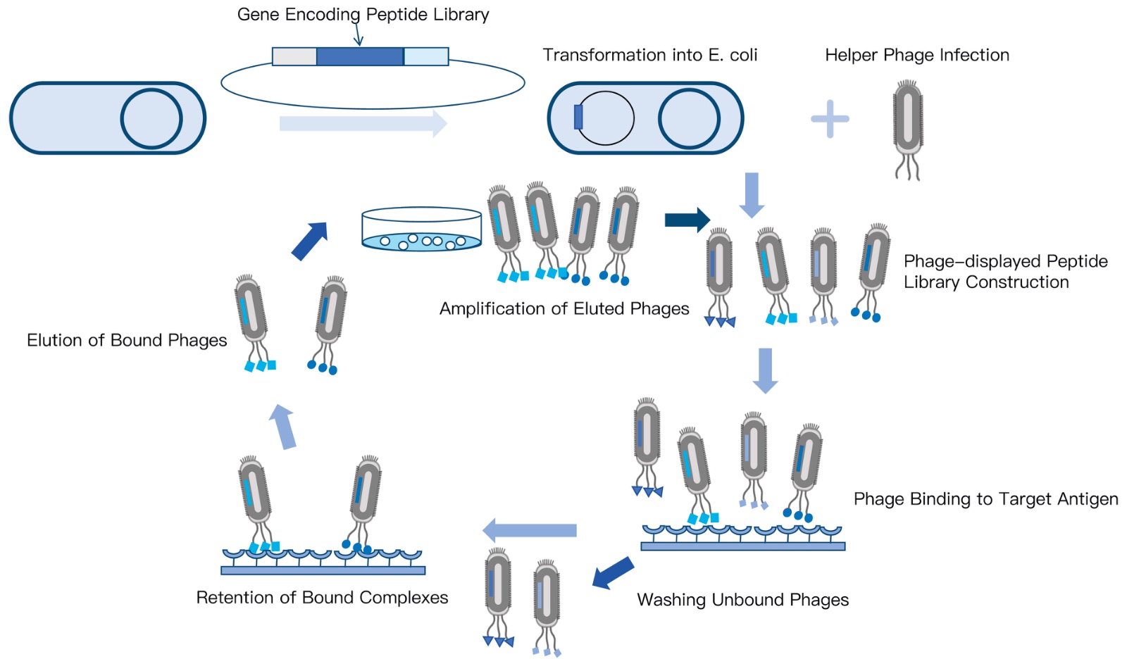 KMD Bioscience Peptide Library Screening Platform