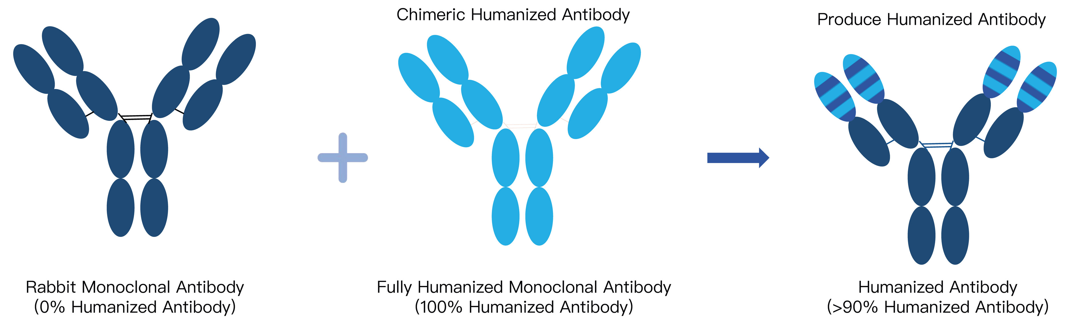 25-KMDBioscience-recombinant-antibody-development-service.jpg