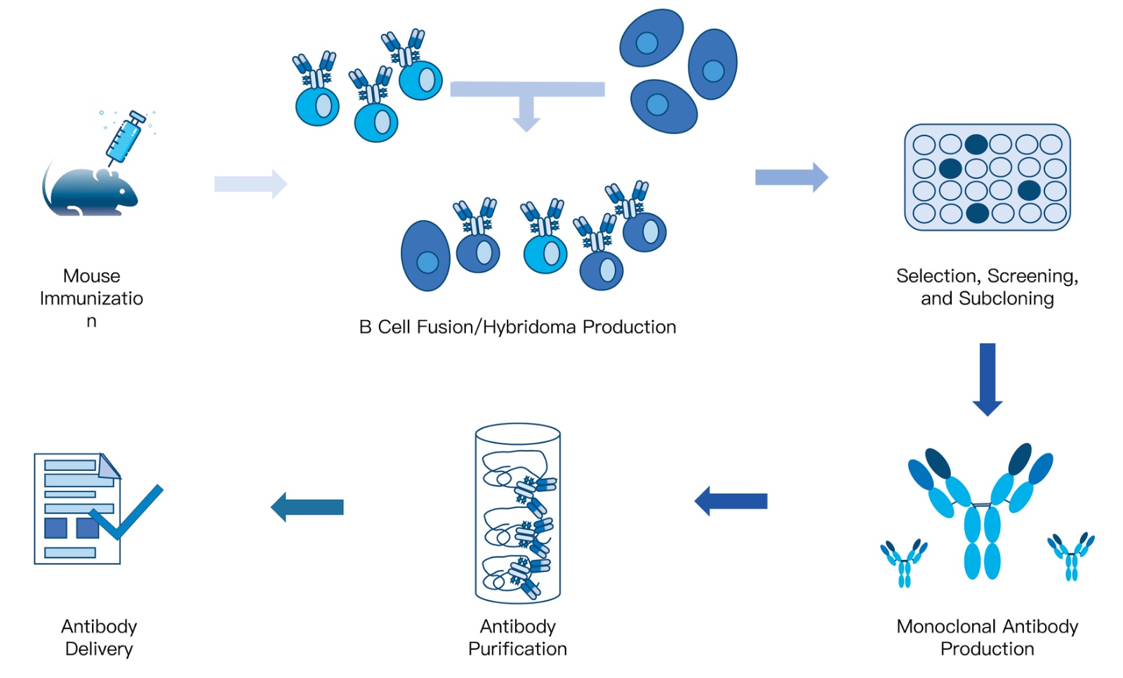 56-KMDBioscience-monoclonal-antibody-development-services.jpg