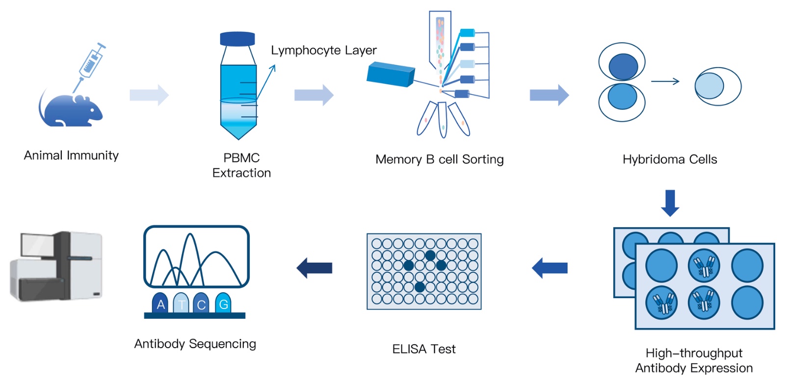 Single B Cell Screening Platform by KMD Bioscience