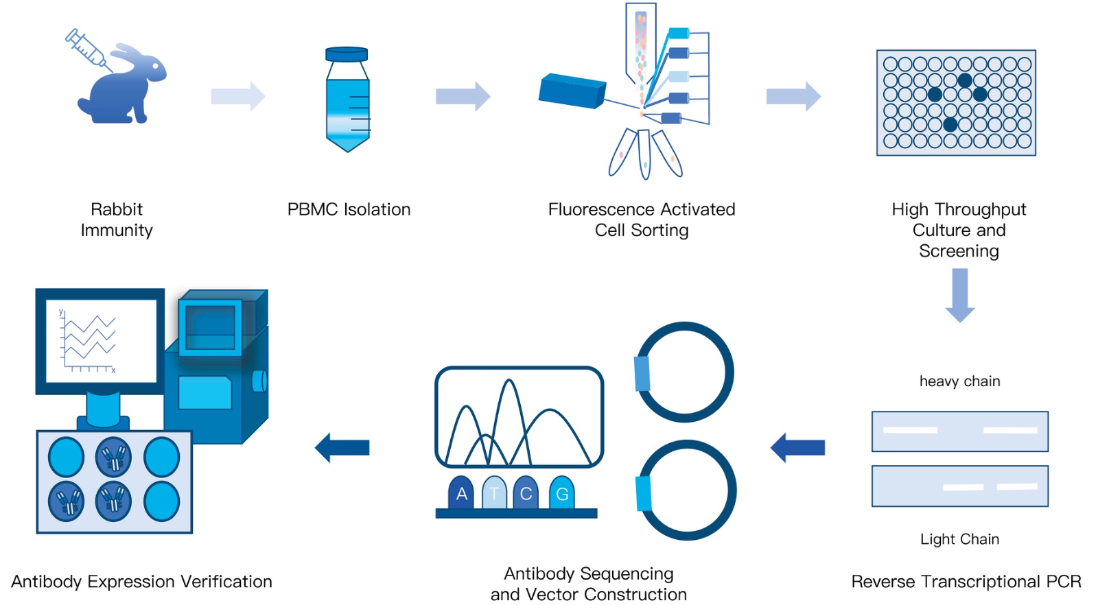 16-KMDBioscience-rabbit-singleB-cell-mab-preparation-service.jpg