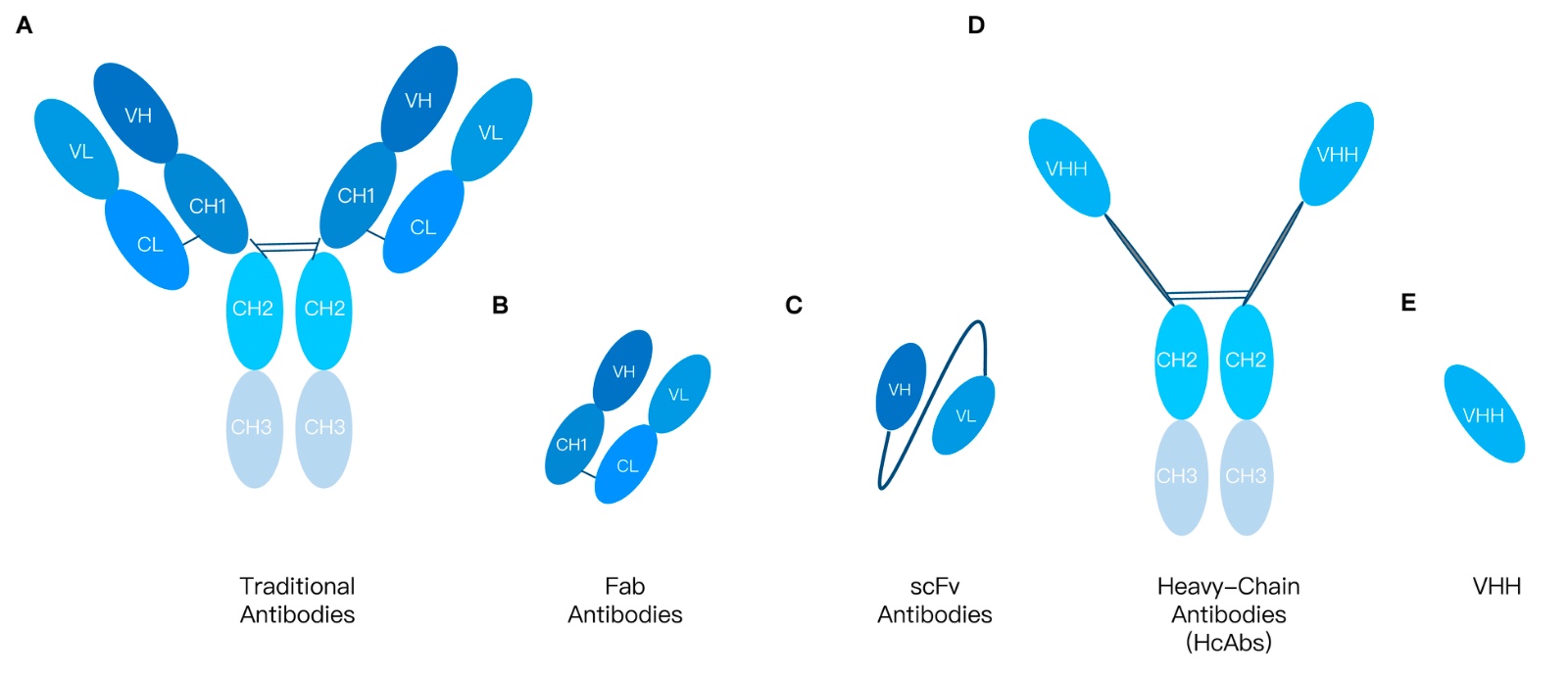 11-KMDBioscience-alpaca-singleB-cell-mab-preparation-service.jpg