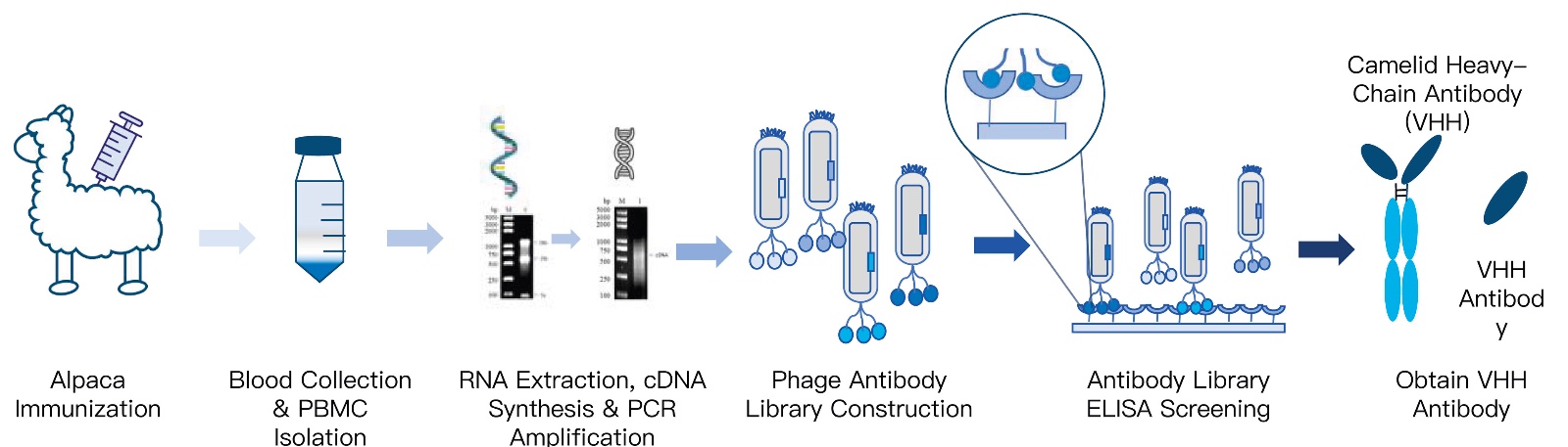 80-KMDBioscience-phage-display-library-construction-service-VHH-constrcution.jpg