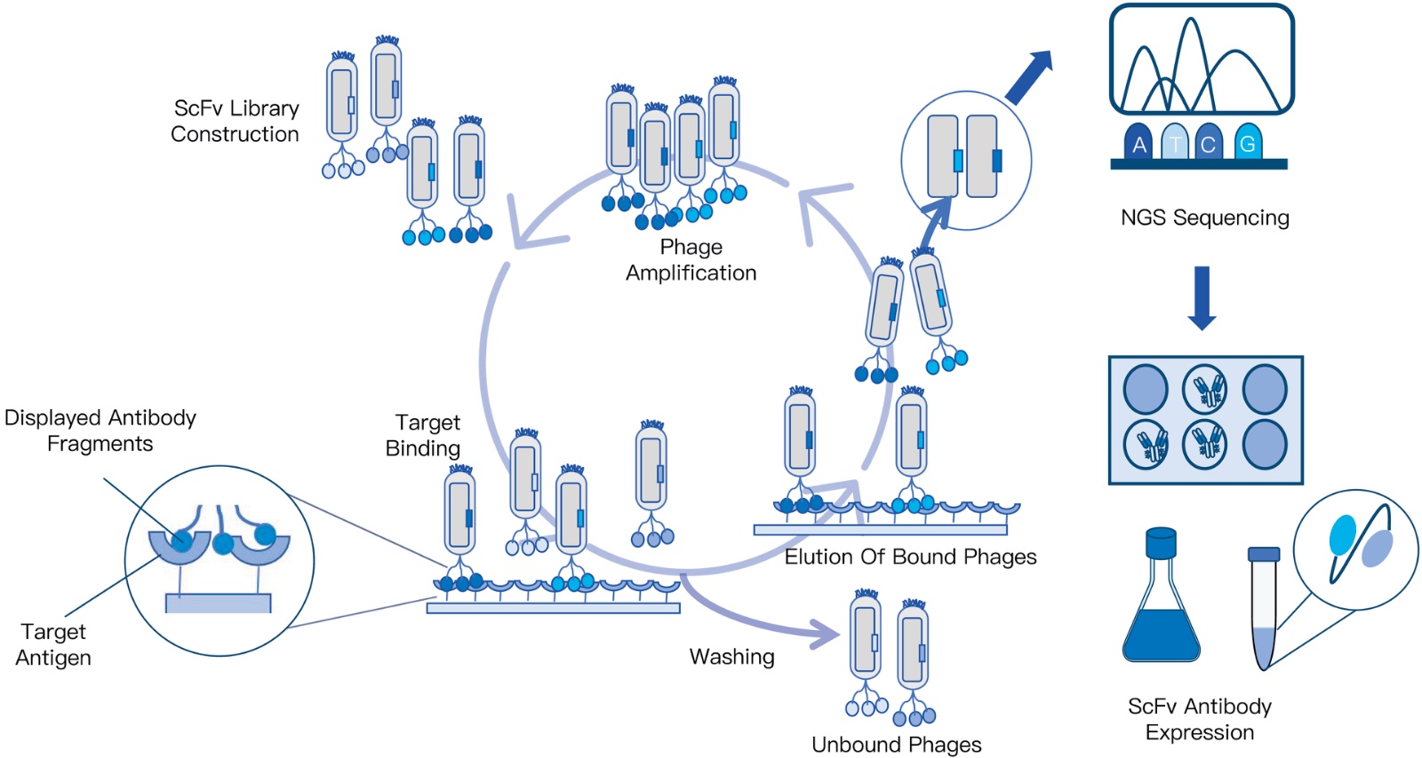 84-KMDBioscience-phage-display-library-screening-service-scFv-screening.jpg
