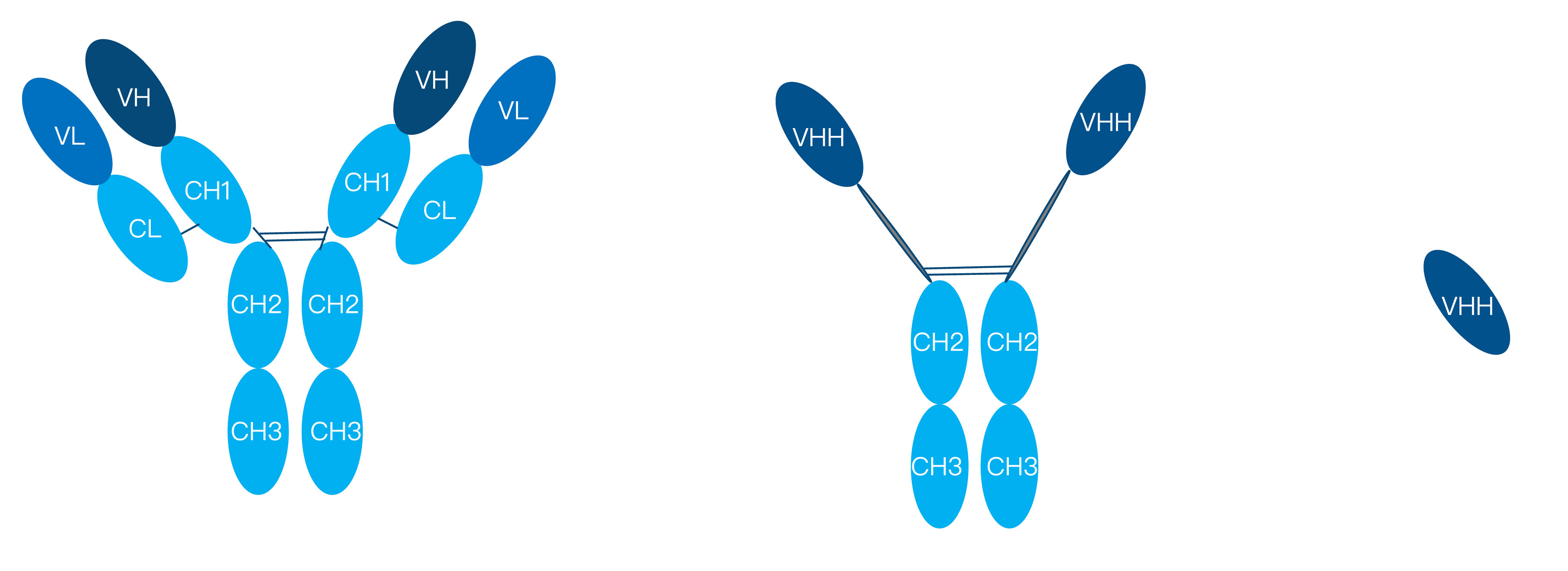 86-KMDBioscience-phage-display-library-screening-service-VHH-screening.jpg