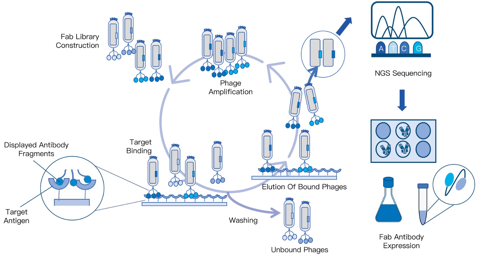 88-KMDBioscience-phage-display-library-screening-service-Fab-screening.jpg