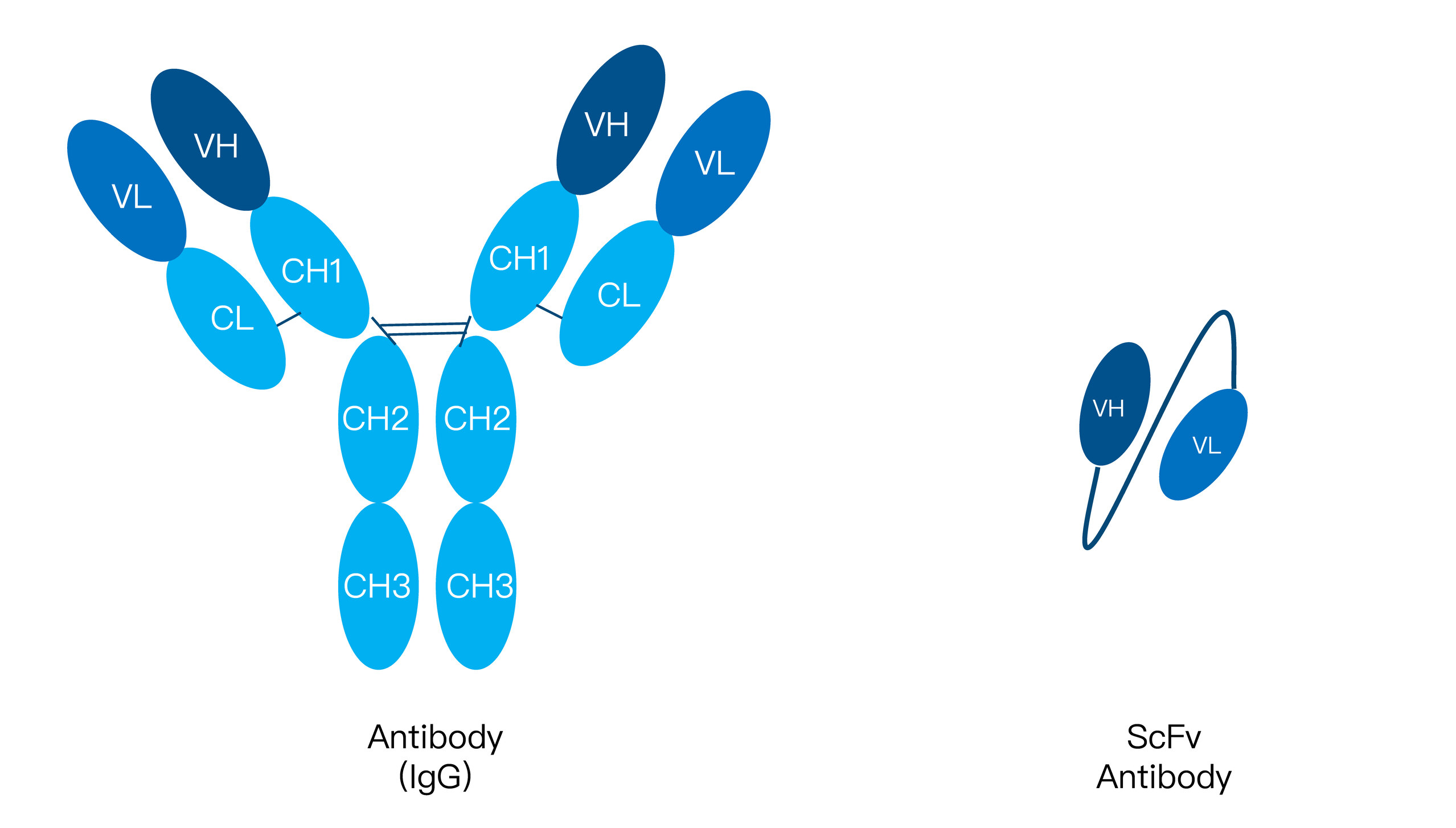 94-KMDBioscience-recombinant-antibody-development-service-scFv.jpg