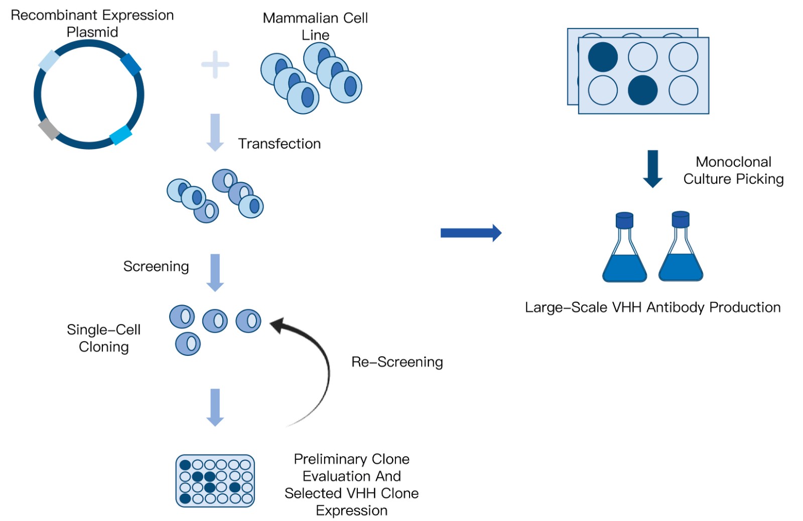 92-KMDBioscience-recombinant-antibody-development-service-VHH.jpg