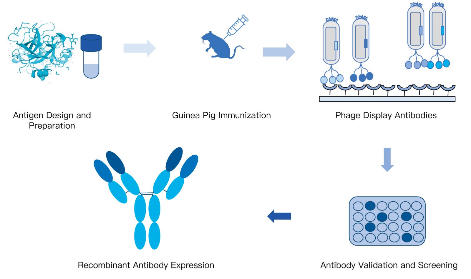37-KMDBioscience-recombinant-antibody-development-service-guinea-pig.jpg