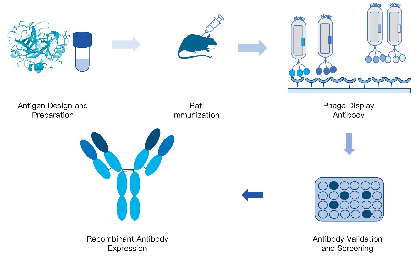 35-KMDBioscience-recombinant-antibody-development-service-rat.jpg
