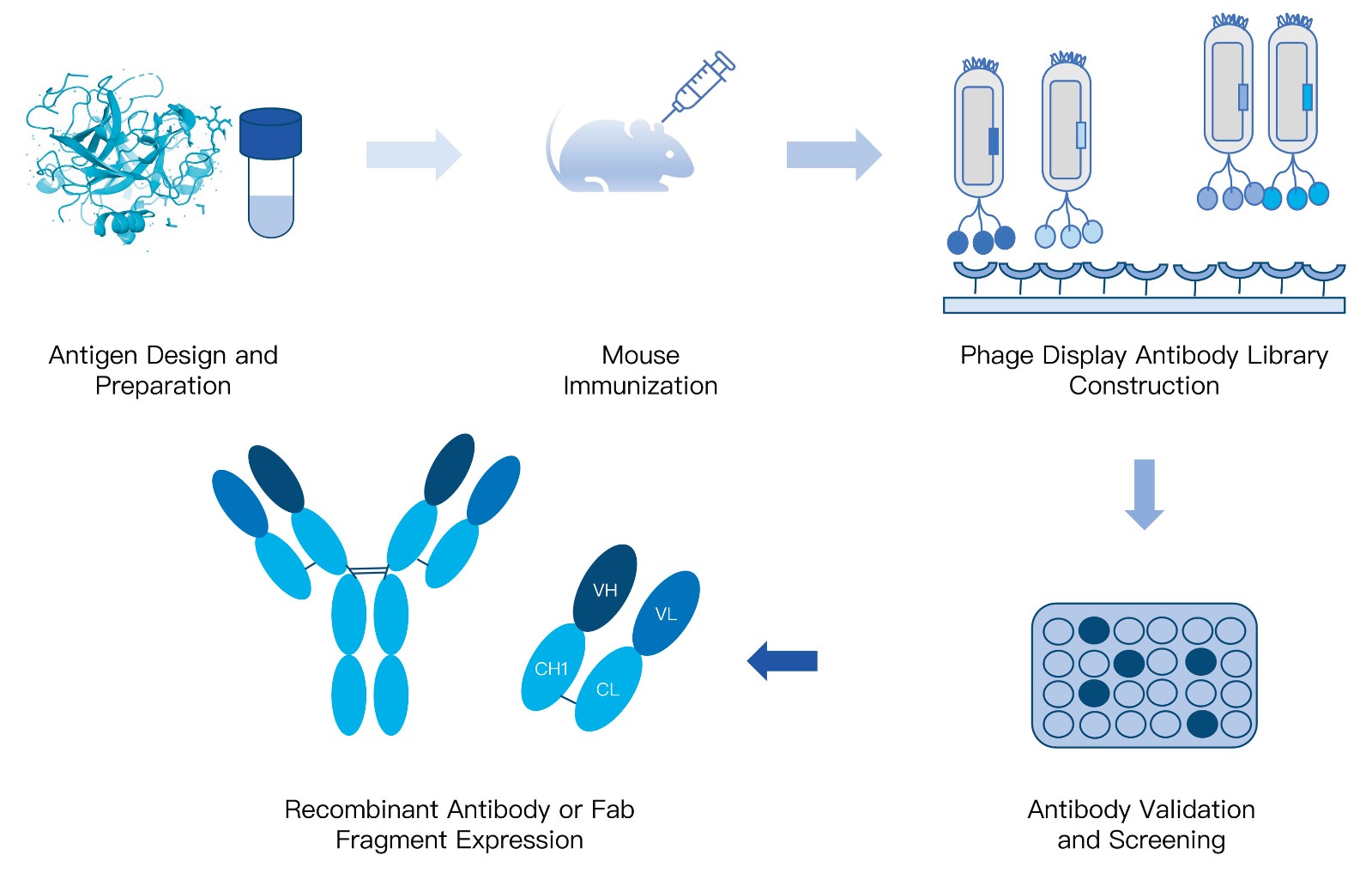 33-KMDBioscience-recombinant-antibody-development-service-mouse.jpg