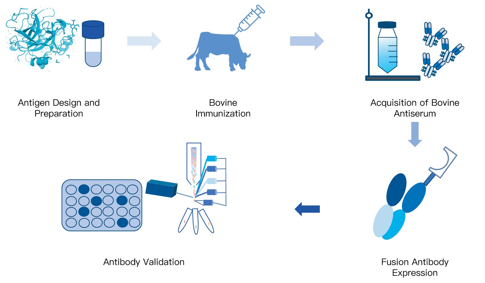 31-KMDBioscience-recombinant-antibody-development-service-bovine.jpg