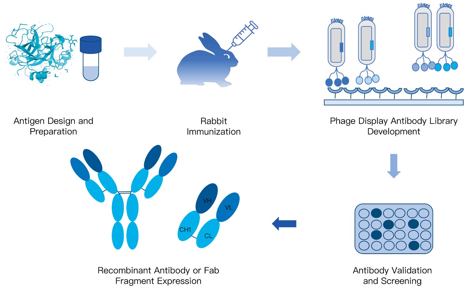 29-KMDBioscience-recombinant-antibody-development-service-rabbit.jpg