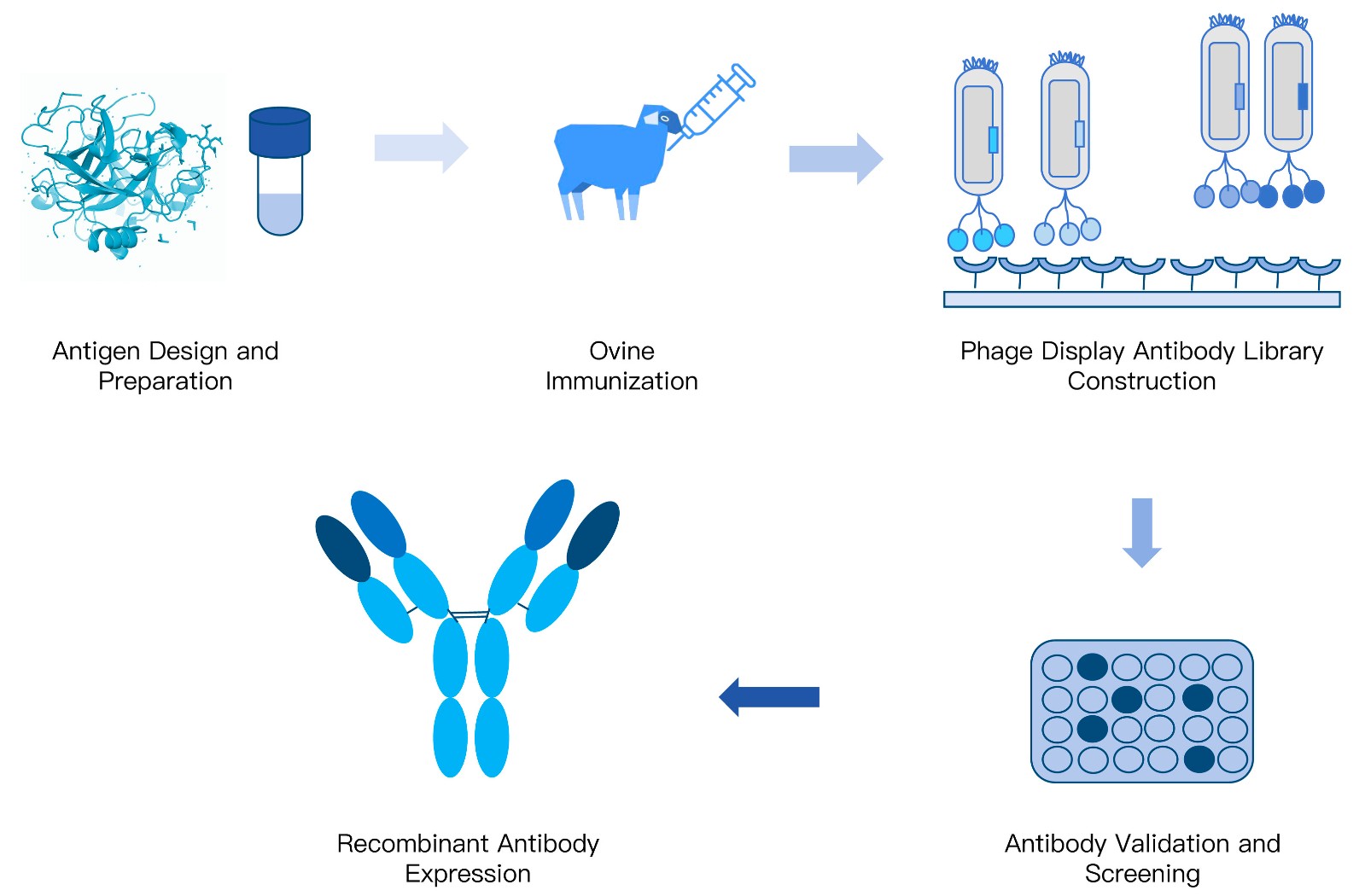 27-KMDBioscience-recombinant-antibody-development-service-sheep.jpg