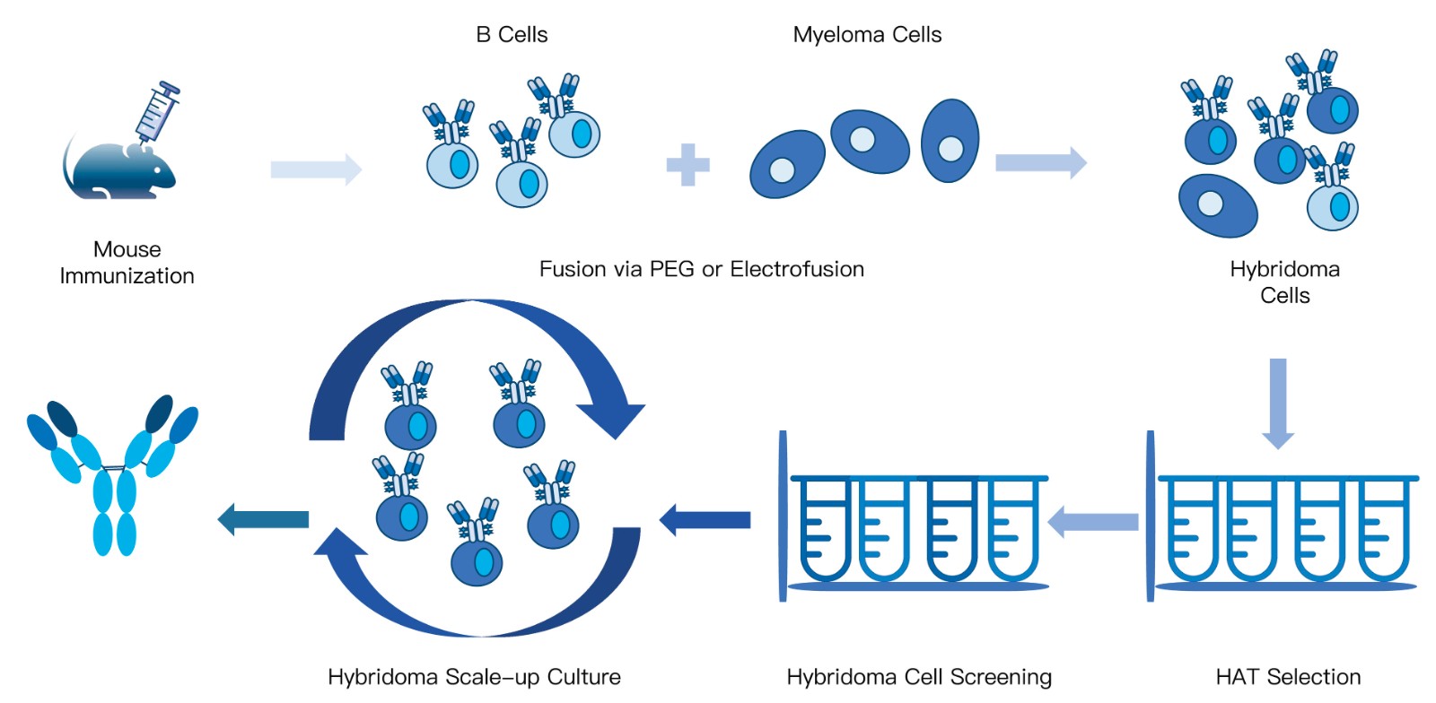 59-KMDBioscience-monoclonal-antibody-development-services-mouse.jpg