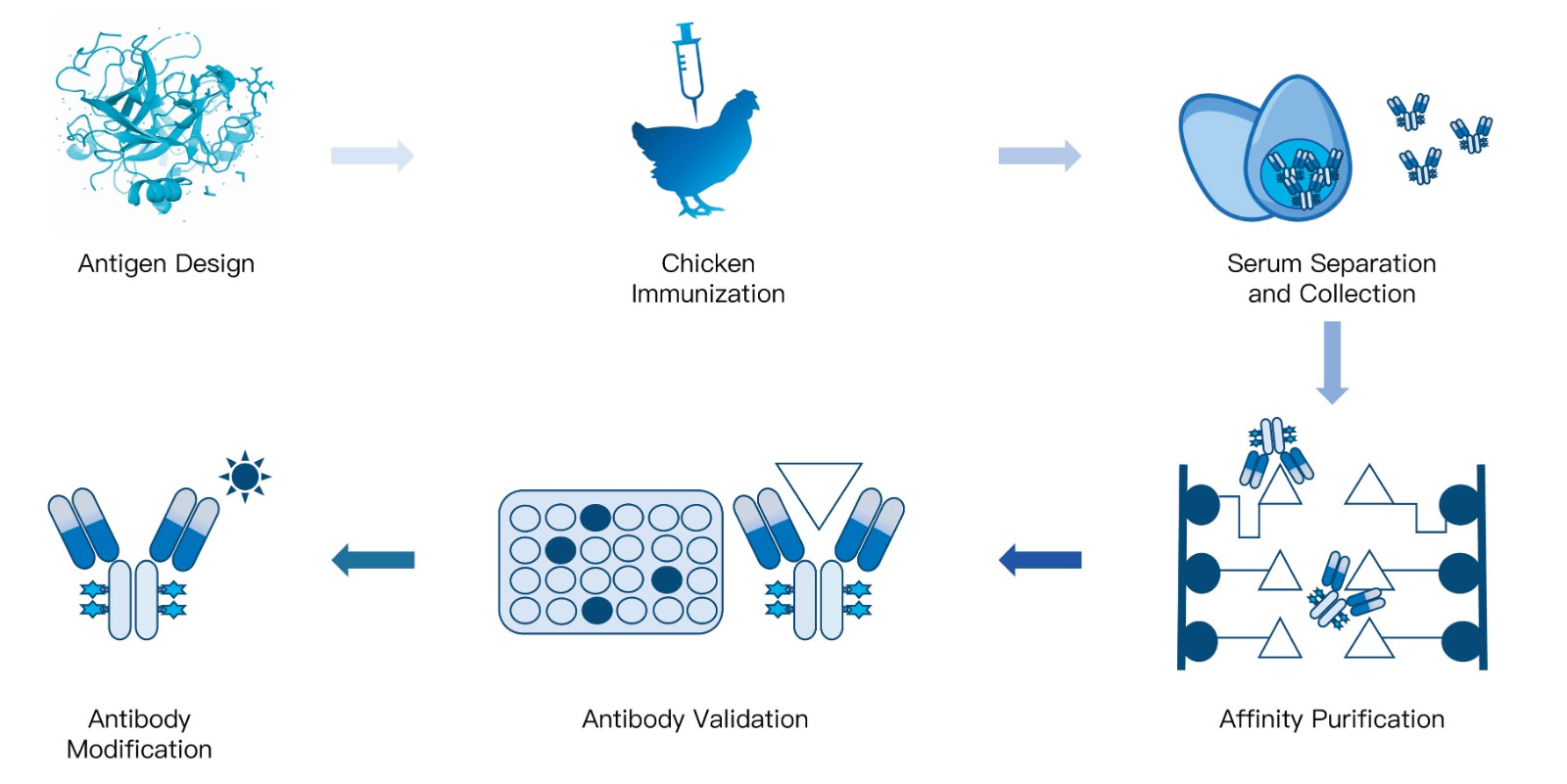 44-KMDBioscience-polyclonal-antibody-development-service-chicken.jpg