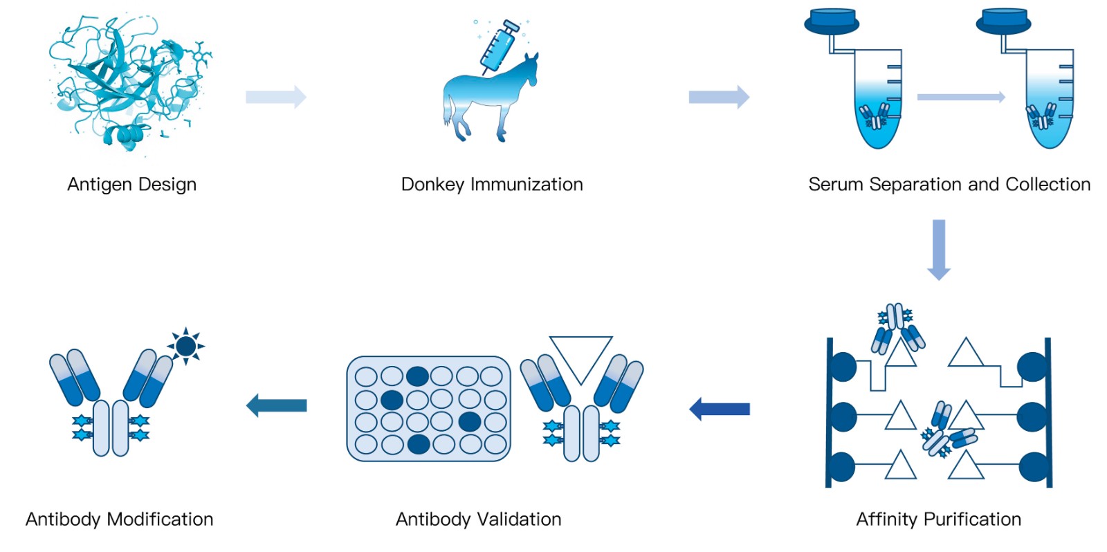 50-KMDBioscience-polyclonal-antibody-development-service-donkey.jpg