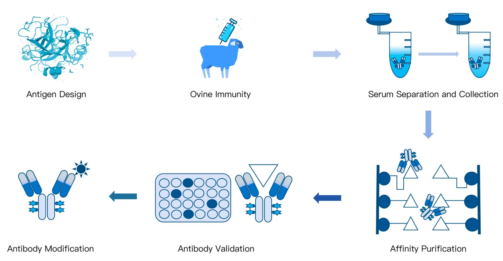 52-KMDBioscience-polyclonal-antibody-development-service-goat.jpg