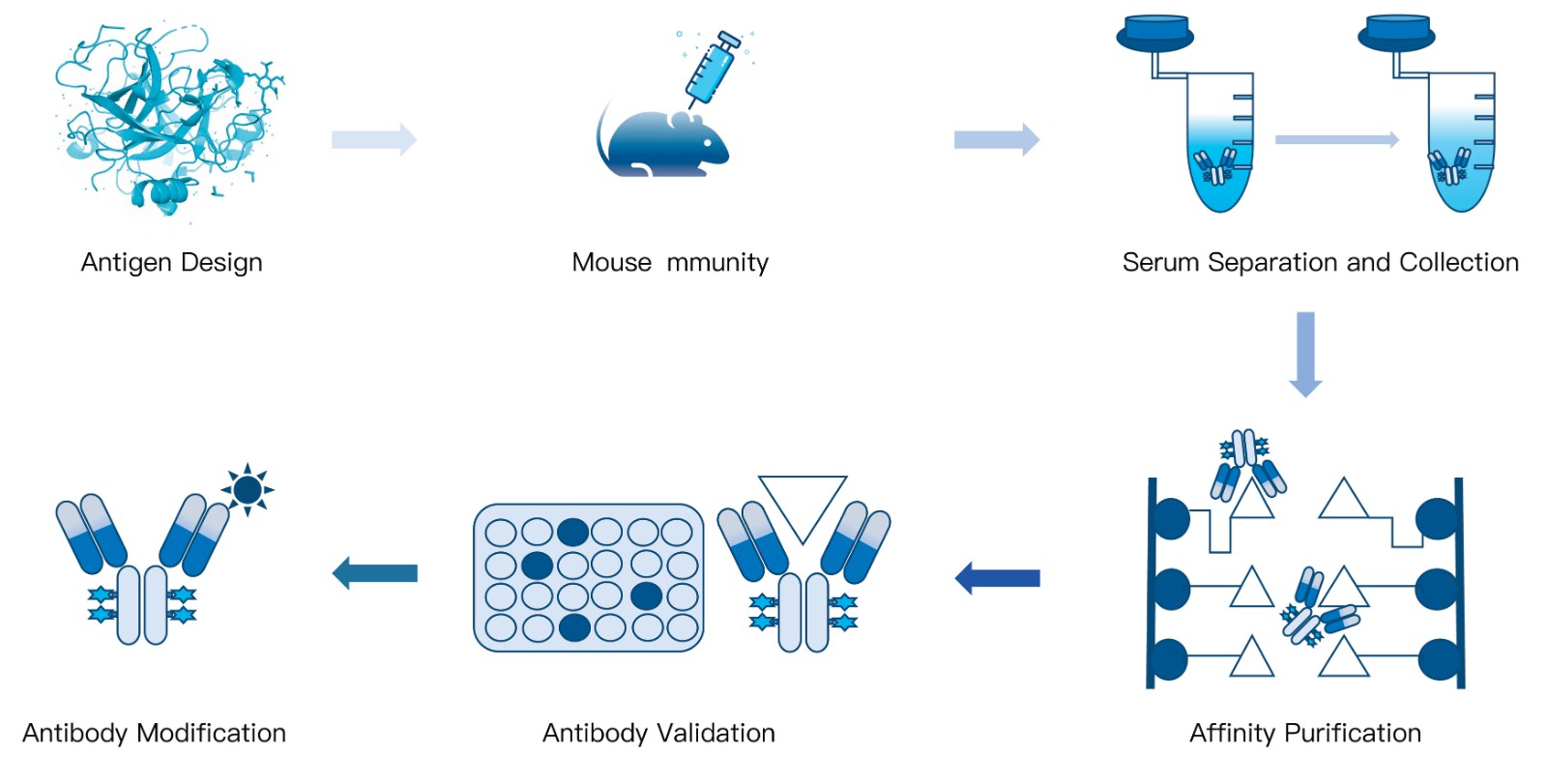 54-KMDBioscience-polyclonal-antibody-development-service-mouse.jpg