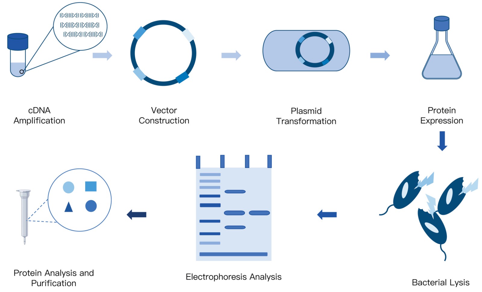 3-KMDBioscience-Recombinant-Protein-Prokaryotic-Expression-Service.jpg