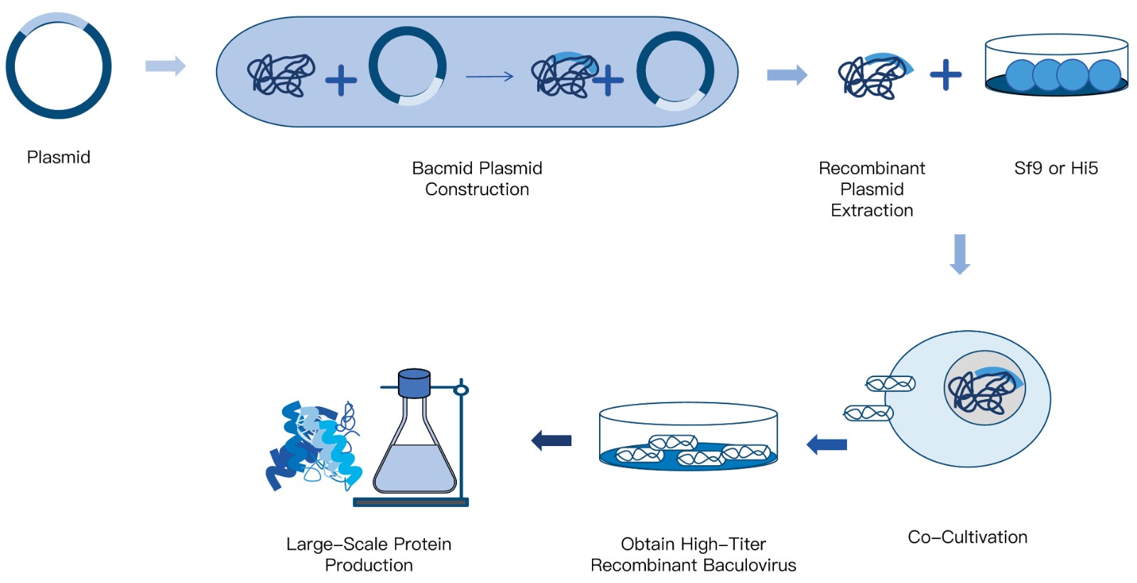 5-KMDBioscience-Recombinant-Protein-Insect-Expression-Service.jpg