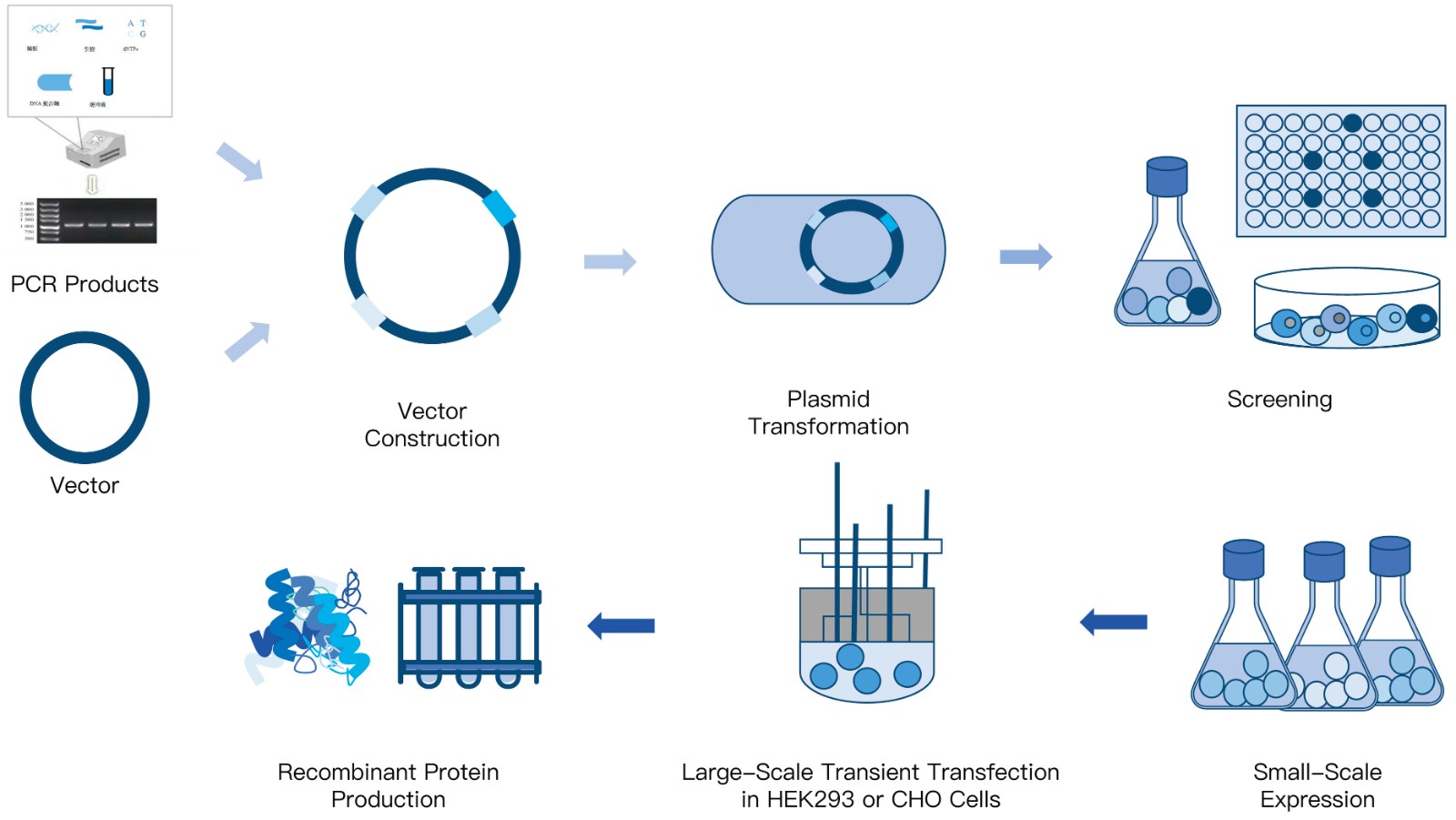 1-KMDBioscience-Recombinant-Protein-Mammalian-Expression-Services.jpg