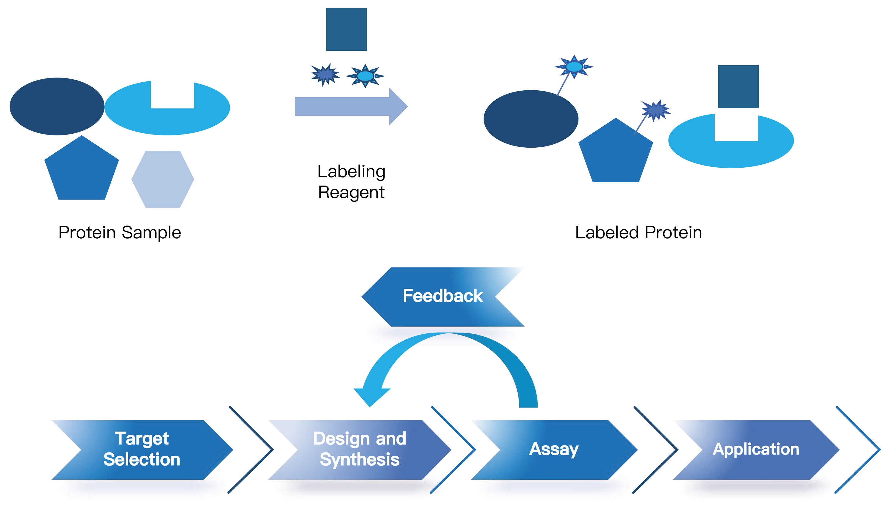 Protein Labeling Service Introduction