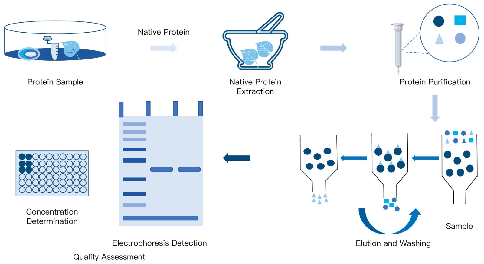 13-KMDBioscience-Natural-Protein-Purification-Services.jpg