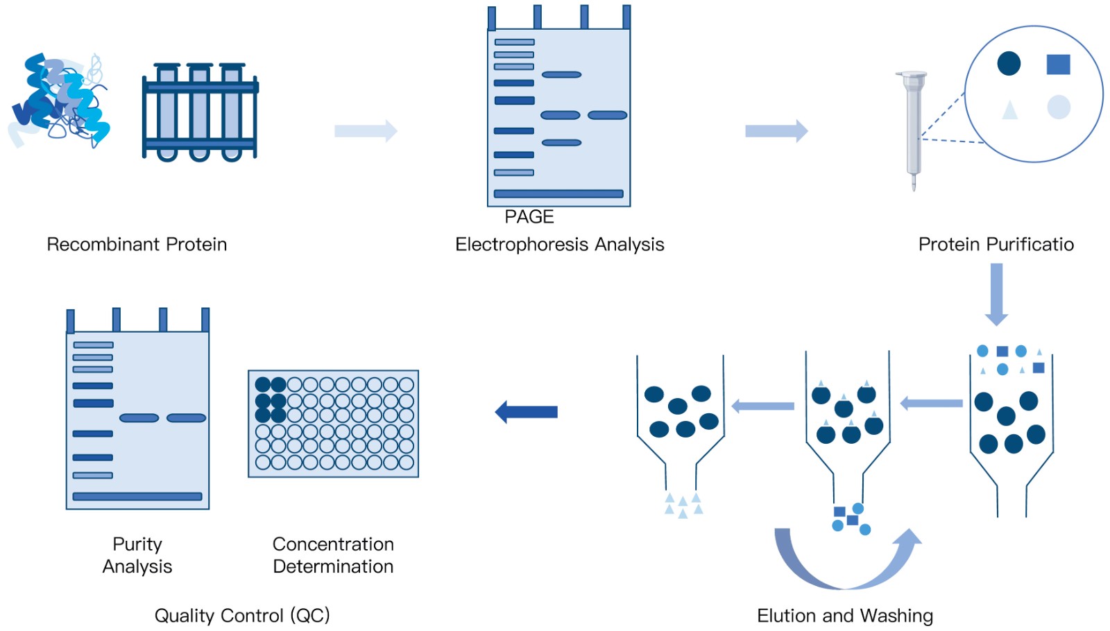 11-KMDBioscience-Recombinant-Protein-Purification-Services.jpg