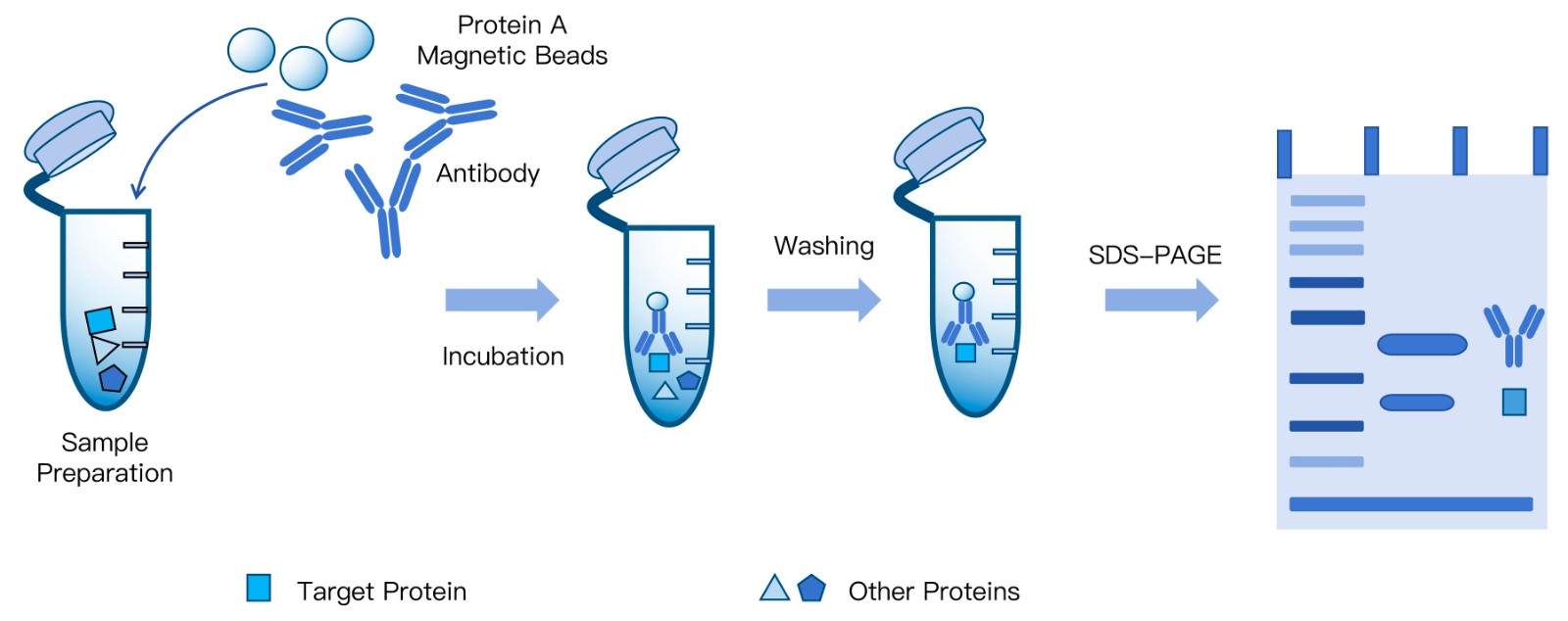 19-KMDBioscience-Co-Immunoprecipitation-Experiments.jpg
