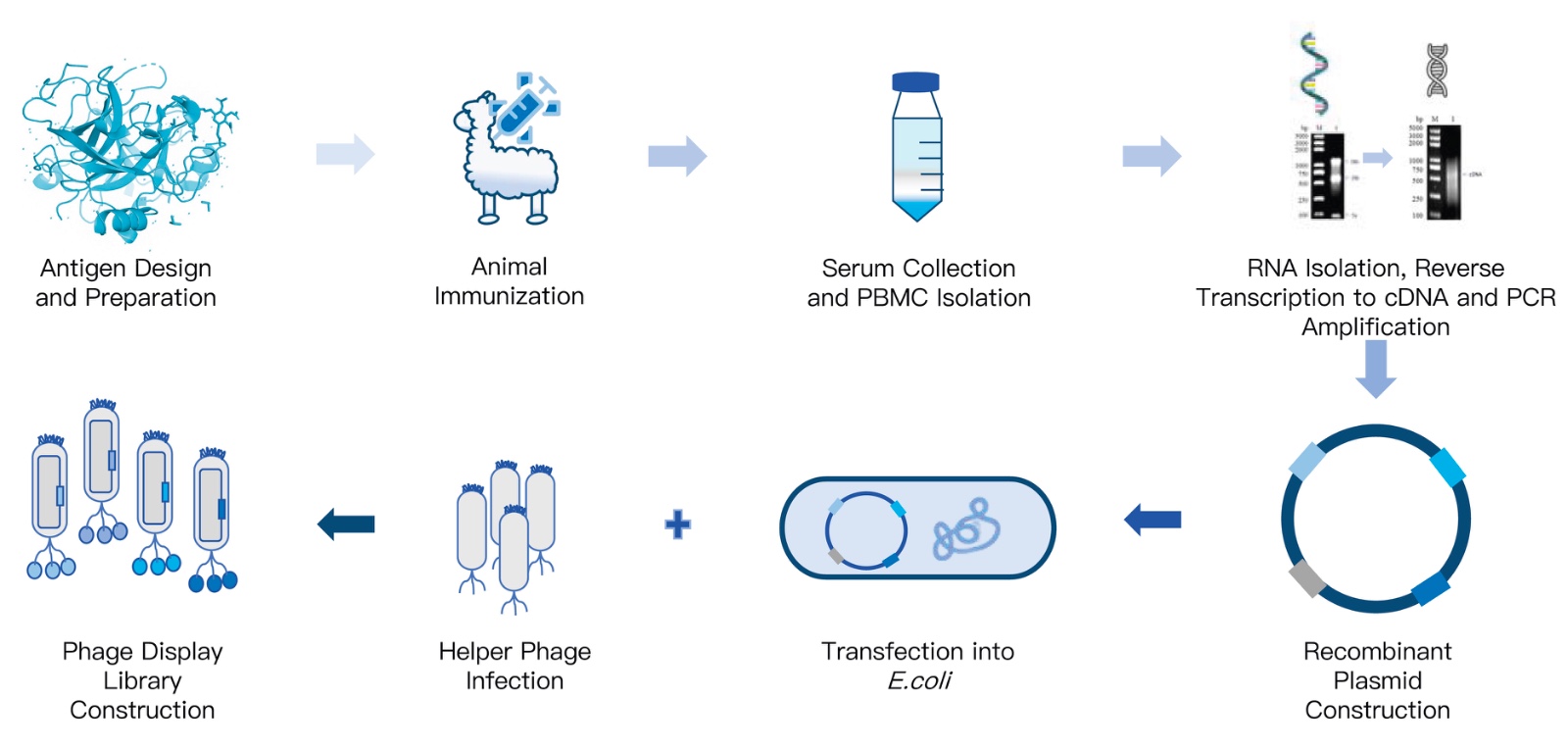 Phage Display Library Construction Introduction