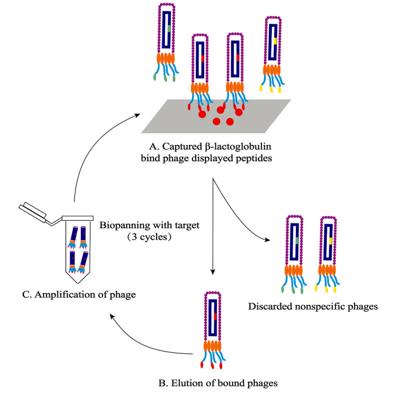 Screening Strategy for Cyclic Heptapeptide Libraries Targeting Enzyme Active Sites+KMD Bioscience Fig1.png