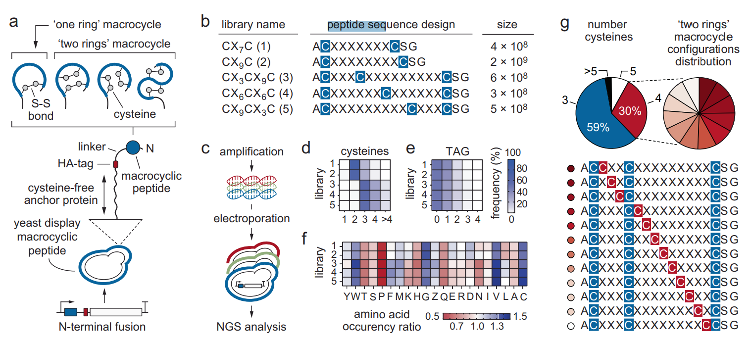 Screening Strategy for Cyclic Heptapeptide Libraries Targeting Enzyme Active Sites+KMD Bioscience Fig2.png