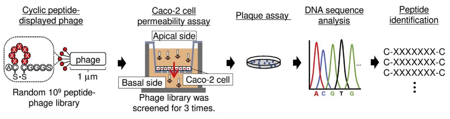 Methods, Challenges, and Advantages of Constructing Stable Cyclic Heptapeptide Libraries+KMD Bioscience.png