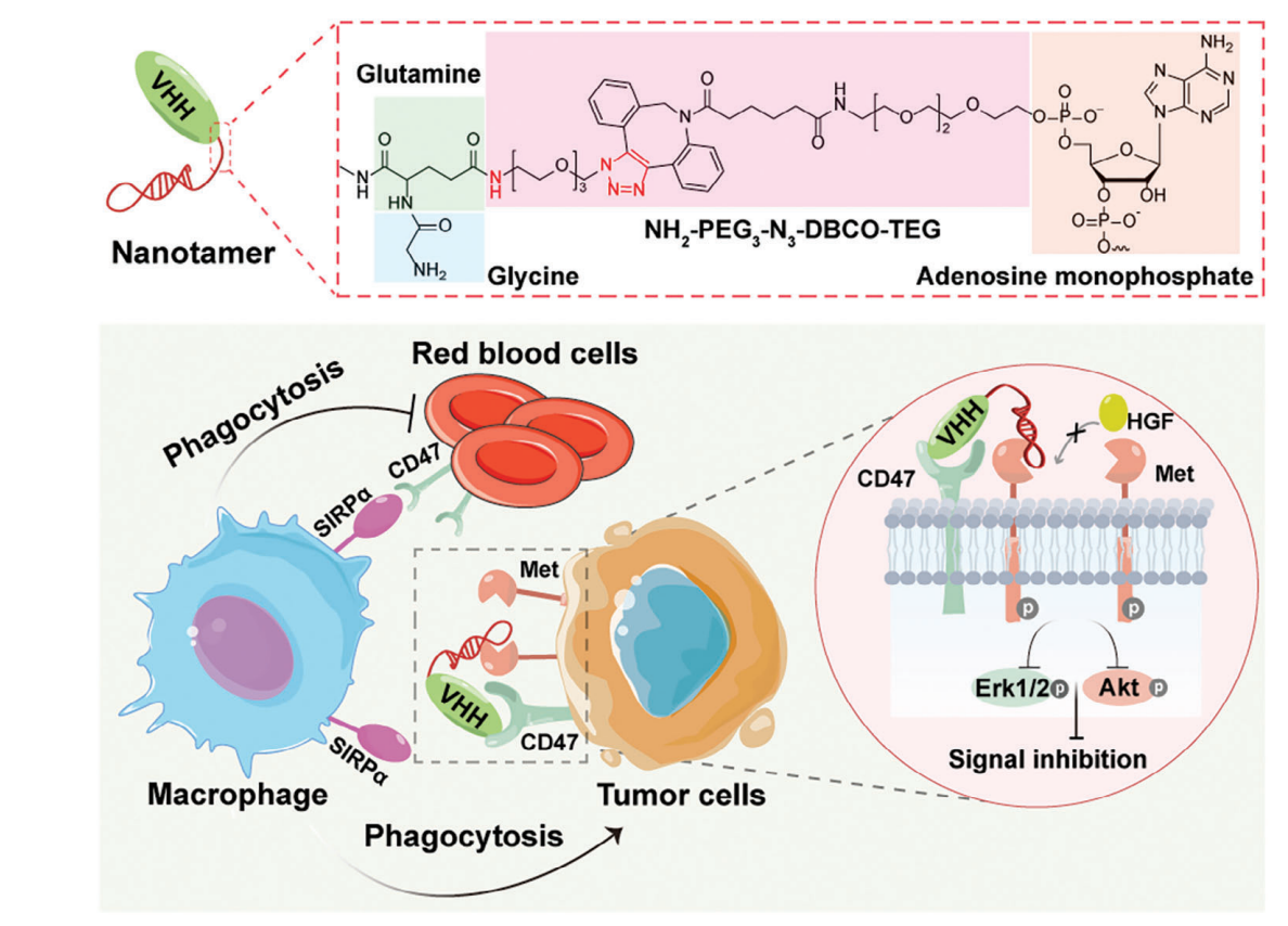 On the Development of Bispecific Aptamers+KMD Bioscience Fig1.png