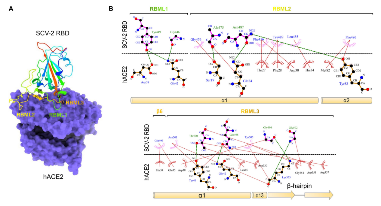 SARS-CoV-2 RBD binds to hACE2 via residues located on three loops Fig1.png